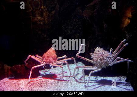 The crabfish in the aquarium, one with red algae on tentacles Stock Photo