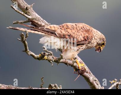 A juvenile Kestrel (Falco tinnunculus) on an old dead branch in the Cotswold Hills Gloucestershire UK Stock Photo