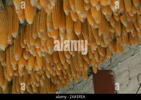 The ears of golden corn cobs hanging in clusters from the pantry ceiling hinting at the abundance of the harvest season Stock Photo
