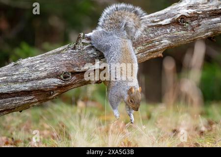 Eastern Gray Squirrel (Sciurus carolinensis).  Acadia National Park, Maine, USA. Stock Photo