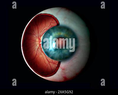 A cutaway illustration of the human eye showing the retina inside. NOT AI generated. Stock Photo