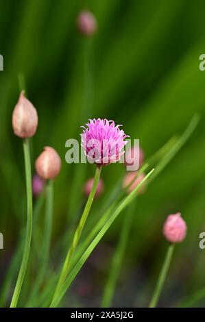 A Close-up of small purple flowers on a single stem Stock Photo
