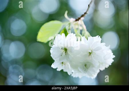 A blurred background with flowers on twig tree Stock Photo