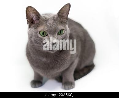 Cute Korat cat on white background Stock Photo