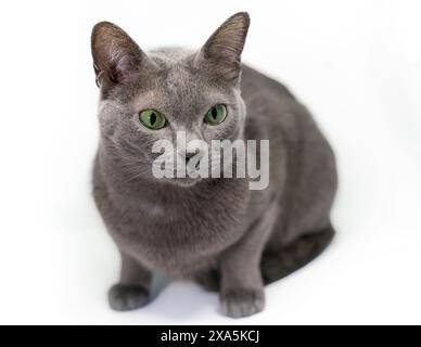 Cute Korat cat with green eyes sitting, isolated on a white background Stock Photo
