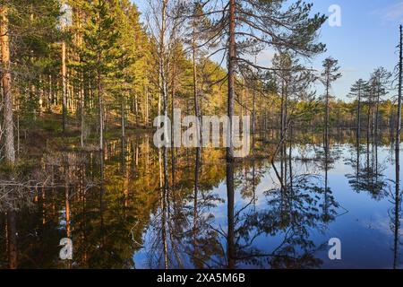 A reflection of trees in a pond with forest backdrop under clear skies Stock Photo