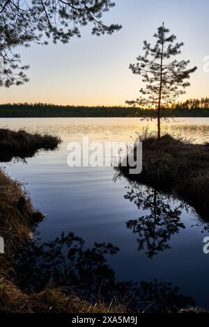 The sun setting behind silhouetted trees on water's edge Stock Photo