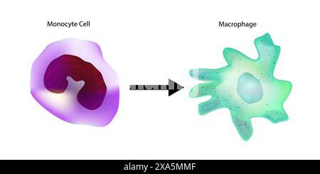 Monocyte to Macrophage. Circulating Monocyte Cell. Stock Vector