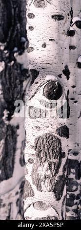 A vertical closeup of a tree bark texture Stock Photo