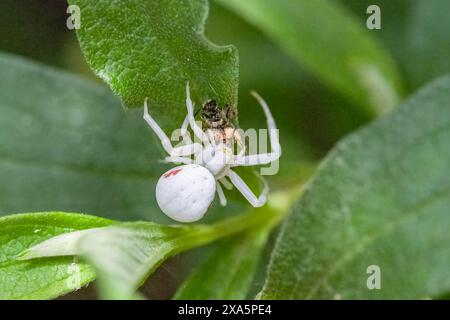 Crab spider, Misumena vatia, a spider eating a fly in spring Stock Photo