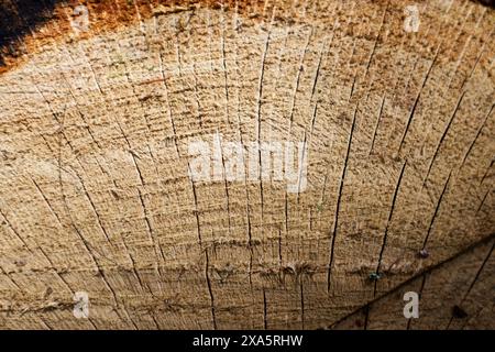 Beautiful wooden fracture old oak, natural texture close up, texture consisting of old surface wooden fracture oak, striped texture wooden old oak, wa Stock Photo