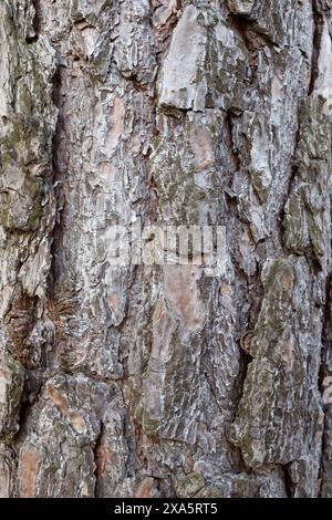Old Wood Tree Bark Texture Background Pattern. Stock Photo