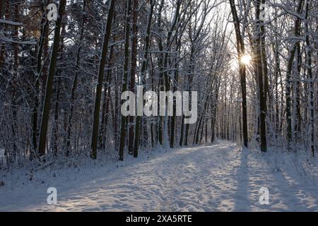 Sunset or sunrise in the winter pine forest covered with a snow. Rows of pine trunks with the sun's rays passing through them. Snowfall. Stock Photo