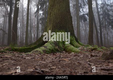 The trunk and ground roots of a big old tree in the forest. Stock Photo
