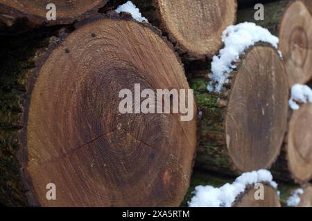 Wall of stacked wood logs as background. Pile of wood logs ready for winter. Round wooden stumps, texture background. Firewood stacked and prepared fo Stock Photo