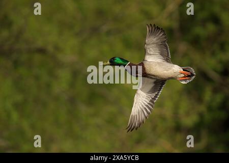 A majestic Male Mallard Duck soaring above a forest canopy Stock Photo