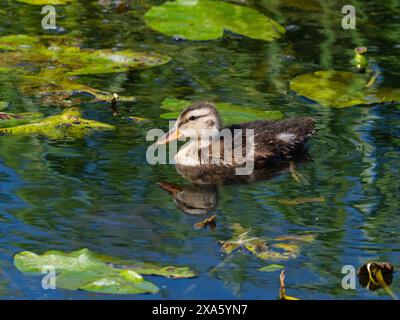 Mallard Anas platyrhynchos duckling in South Drain, Shapwick Heath National Nature Reserve, Avalon Marshes, Somerset Levels and Moors, Somerset, Engla Stock Photo