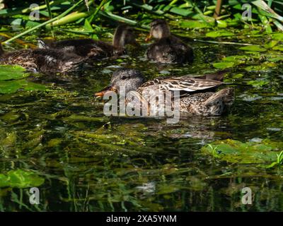 Mallard Anas platyrhynchos adult female scratching, in South Drain, Shapwick Heath National Nature Reserve, Avalon Marshes, Somerset Levels and Moors, Stock Photo