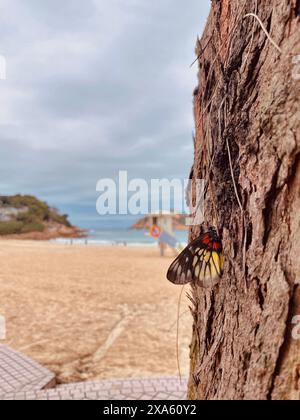 Brown and yellow butterfly perched on a tree trunk Stock Photo