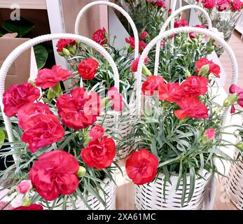 Some red and white carnations showcased in baskets Stock Photo