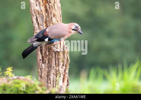 Eurasian jay, Garrulus glandarius Stock Photo