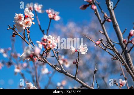 A closeup of pink blossoms on a tree on a sunny day Stock Photo