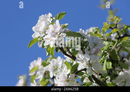 Branch of a flowering apple tree. Stock Photo
