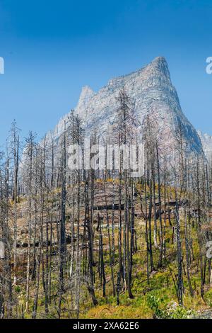 Dead trees from forest fire, Glacier National Park, Montana, USA Stock Photo