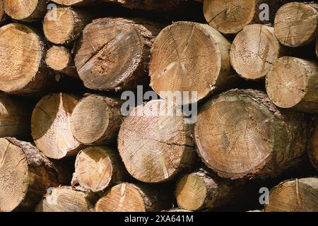 A stack of logs basking in sunlight, prepared for stacking. Stock Photo