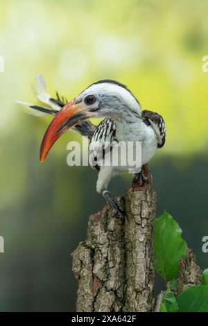 northern red-billed hornbill, Tockus erythrorhynchus Stock Photo