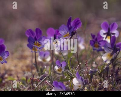 Purple flowers blooming in grass, surrounded by brown rocks and soil Stock Photo