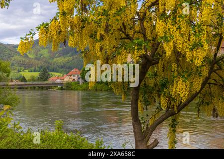 photo of a blooming yellow acacia tree with Mur river and a small Alpine village on a background, summer sunny day in Alps Stock Photo