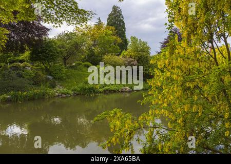 photo of blooming yellow flowers tree with a river and a small Alpine village on a background, summer sunny day in Alps Stock Photo