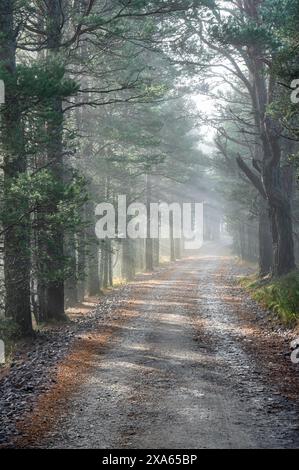 Forest road in the Highlands of Scotland in the early morning mist Stock Photo
