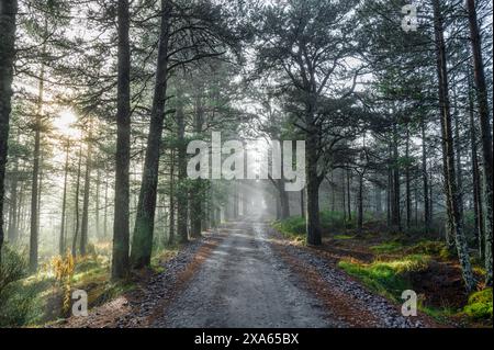 Forest road in the Highlands of Scotland in the early morning mist Stock Photo