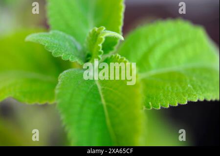 As the name suggests, the toothache plant, or Acmella oleracea, is used to ease toothache pain. When chewed, it has a numbing effect on the mouth. Stock Photo