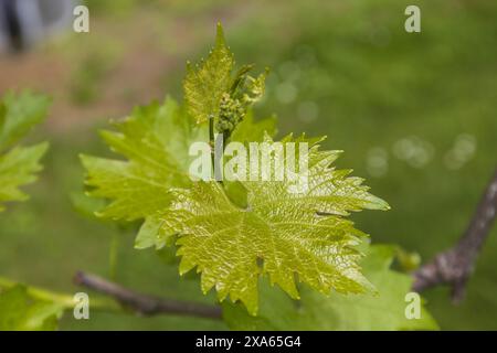 close-up photo of a young green grapevine leaves on blurred greenery background, close up of nature details on spring cloudy day Stock Photo