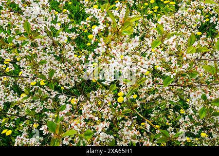 Top view of flowering fruit tree in meadow with blooming yellow dandelions, blooming garden top view Stock Photo
