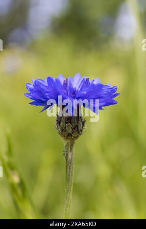 close-up photo of a blue cornflower head on stem on blurred greenery background on cloudy summer day Stock Photo