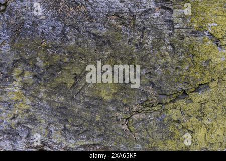 photo of a dark gray wood texture with patches of green moss Stock Photo