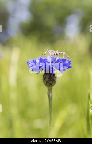 close-up photo of a blue cornflower flower with an insect on a blurred green grass background on scloudy summer day Stock Photo