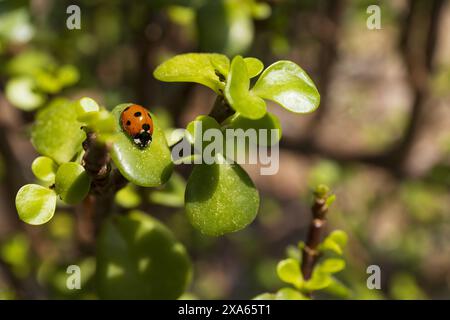 close-up photo of a ladybug on a green leaf of a succulent plant on a blurred background Stock Photo