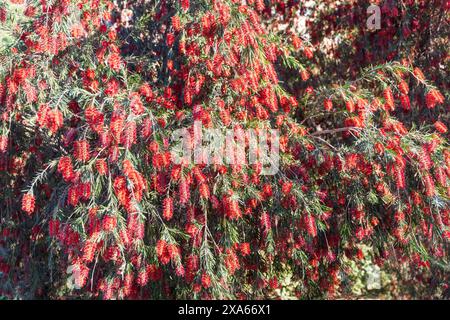 Background close-up Callistemon is a genus of shrubs in the family Myrtaceae, Stock Photo