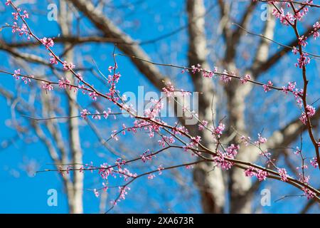 A scenic view of bright pink flowers bloom on thin branches Stock Photo