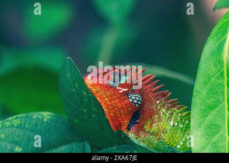 A lizard perched on leaf next to tree branch Stock Photo