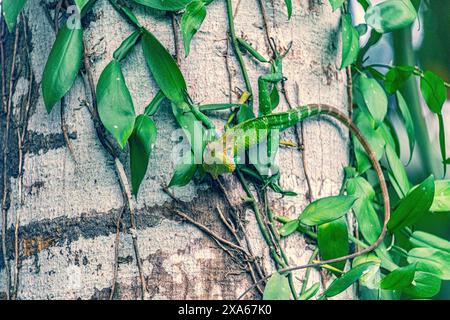 A green lizard perched on tree trunk in jungle habitat Stock Photo