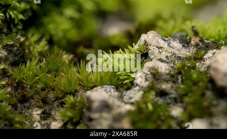 A close-up of stones covered in moss Stock Photo
