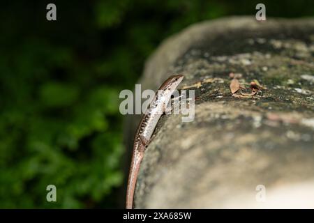 A common skink (Sphenomorphus) basking on a sunlit rock Stock Photo