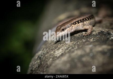 A common skink (Sphenomorphus) basking on a sunlit rock Stock Photo