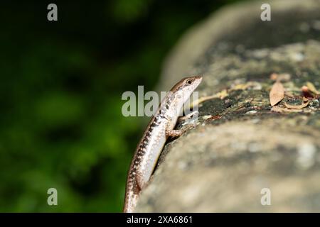 A common skink (Sphenomorphus) basking on a sunlit rock Stock Photo